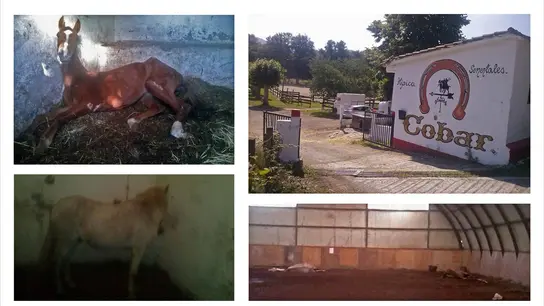 Caballos desnutridos en Vitoria Caballos desnutridos en Vitoria