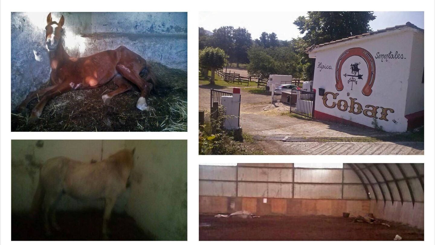 Caballos desnutridos en Vitoria