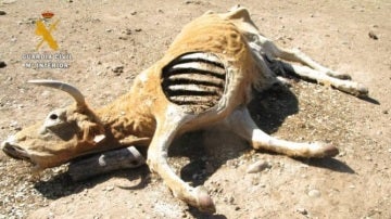 Una de las vacas muertas de inanición en San Muñoz (Salamanca)