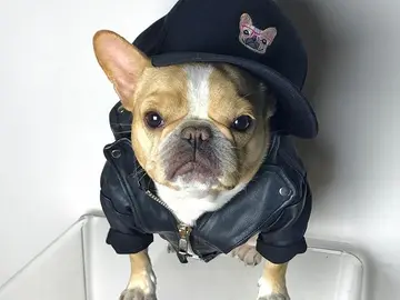 Chloe The Mini Frenchie Chloe The Mini Frenchie