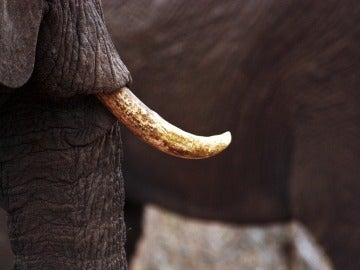 Colmillo de un elefante Colmillo de un elefante