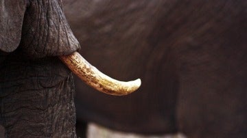 Colmillo de un elefante