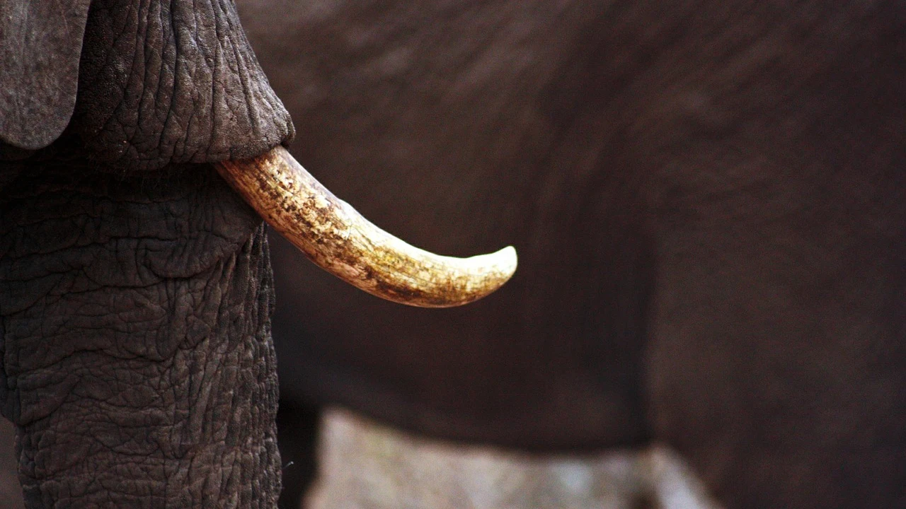 Colmillo de un elefante