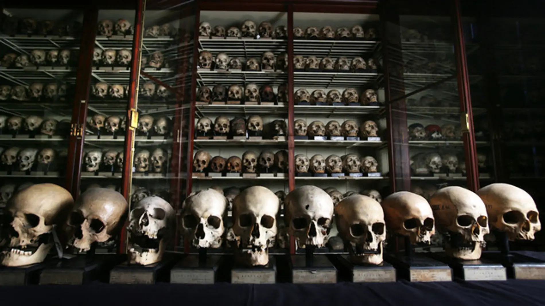 Colección de cráneos procedentes de las Islas Canarias en la Universidad de Edimburgo