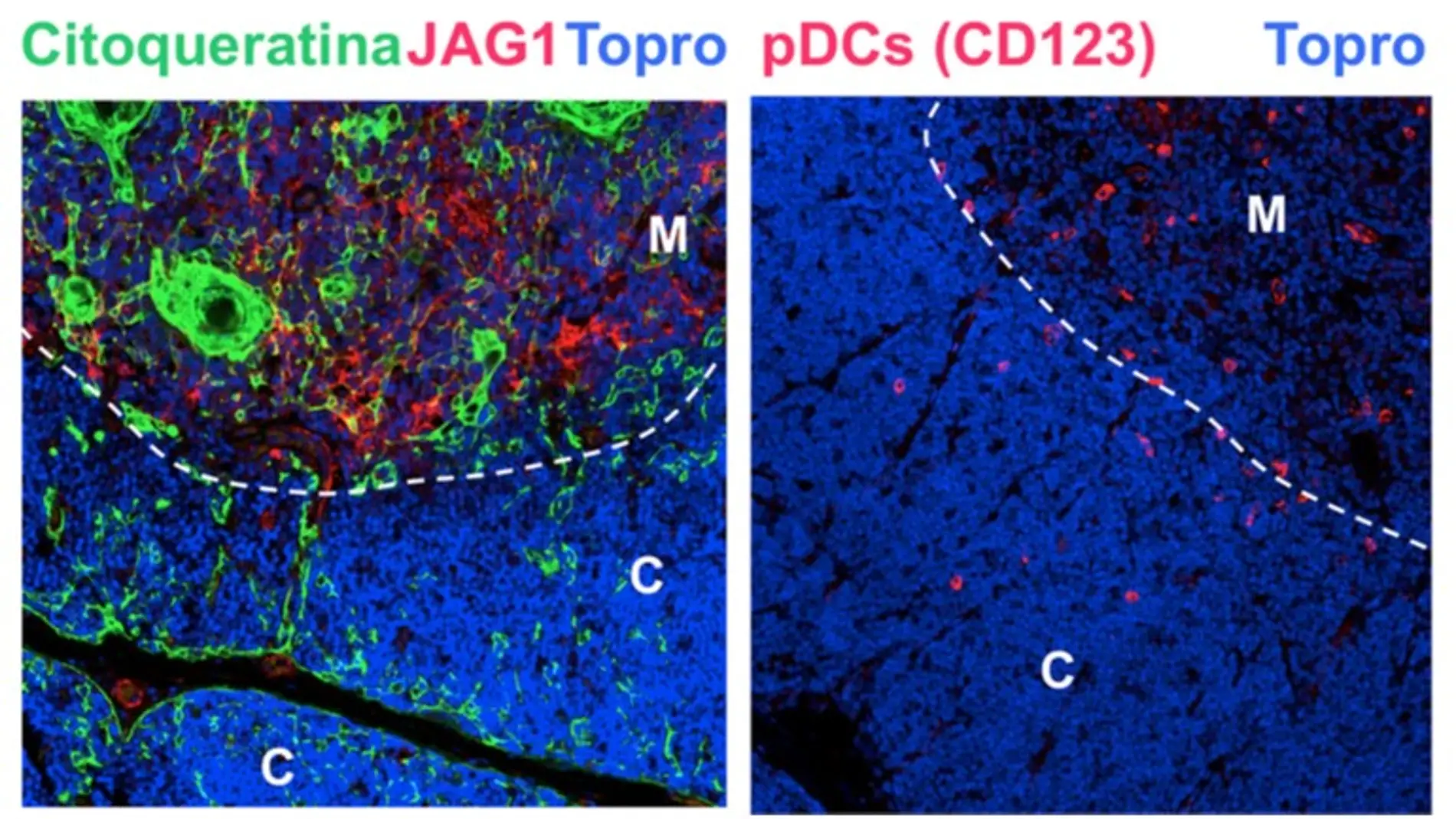 Descifran como se producen las celulas dendriticas en el timo humano