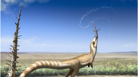 El sinosauropteryx, un dinosaurio con 'm&aacute;scara'