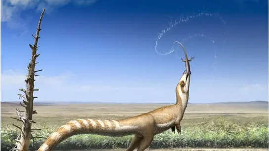 El sinosauropteryx, un dinosaurio con 'máscara' El sinosauropteryx, un dinosaurio con 'máscara'