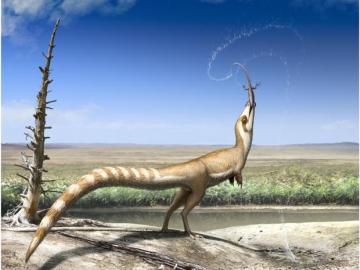 El sinosauropteryx, un dinosaurio con 'máscara' El sinosauropteryx, un dinosaurio con 'máscara'