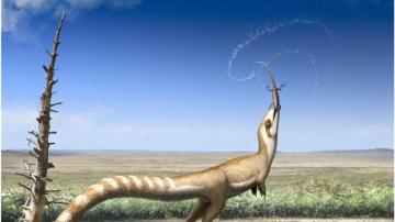 El sinosauropteryx, un dinosaurio con 'máscara'