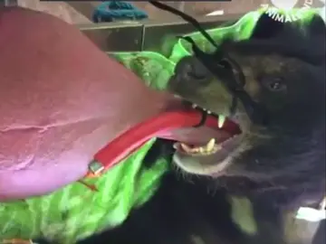 Oso con problemas en la lengua Oso con problemas en la lengua