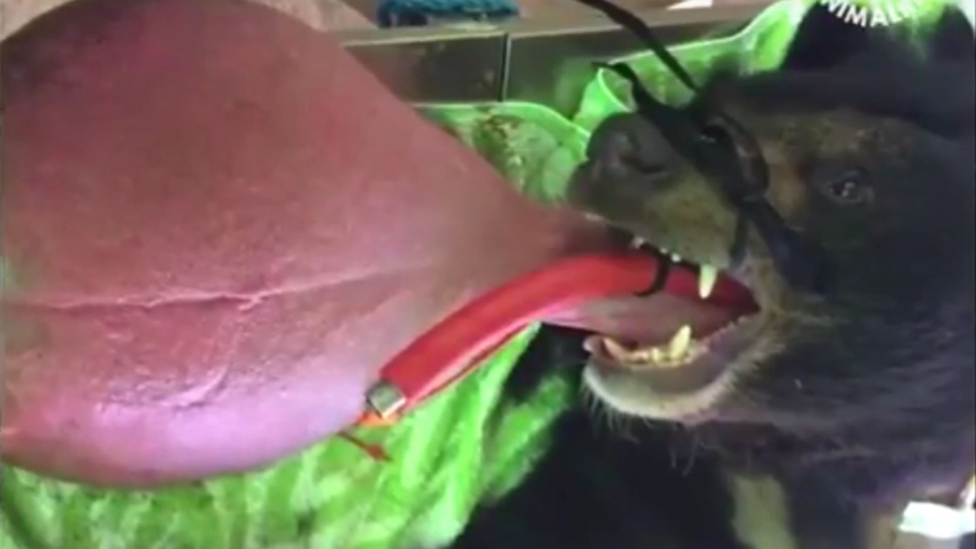 Oso con problemas en la lengua