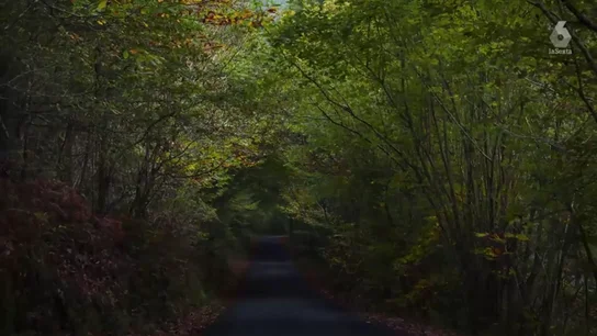 El bosque gallego que fue capaz de sobrevivir a los incendios El bosque gallego que fue capaz de sobrevivir a los incendios