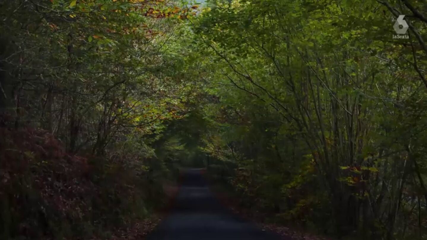 El bosque gallego que fue capaz de sobrevivir a los incendios