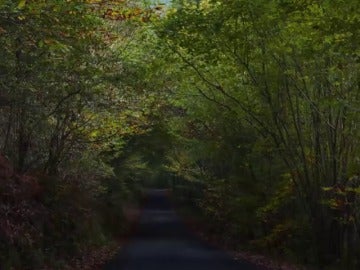 El bosque gallego que fue capaz de sobrevivir a los incendios El bosque gallego que fue capaz de sobrevivir a los incendios