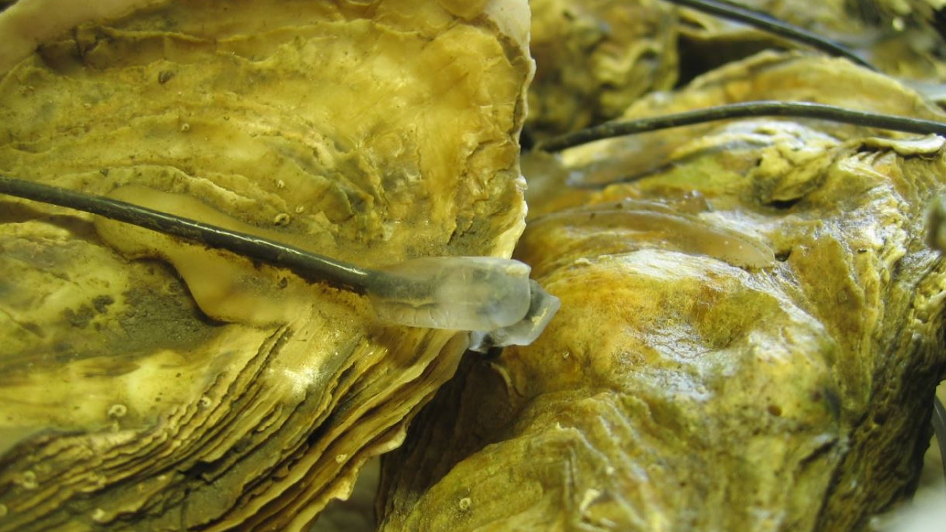 Las ostras cierran sus conchas estresadas por el ruido submarino
