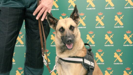 Floki, el perro entrenado para detectar el dinero