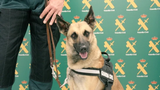 Floki, el perro entrenado para detectar el dinero Floki, el perro entrenado para detectar el dinero