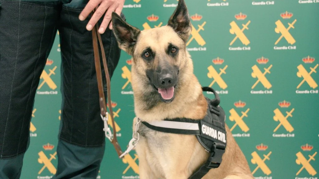 Floki, el perro entrenado para detectar el dinero