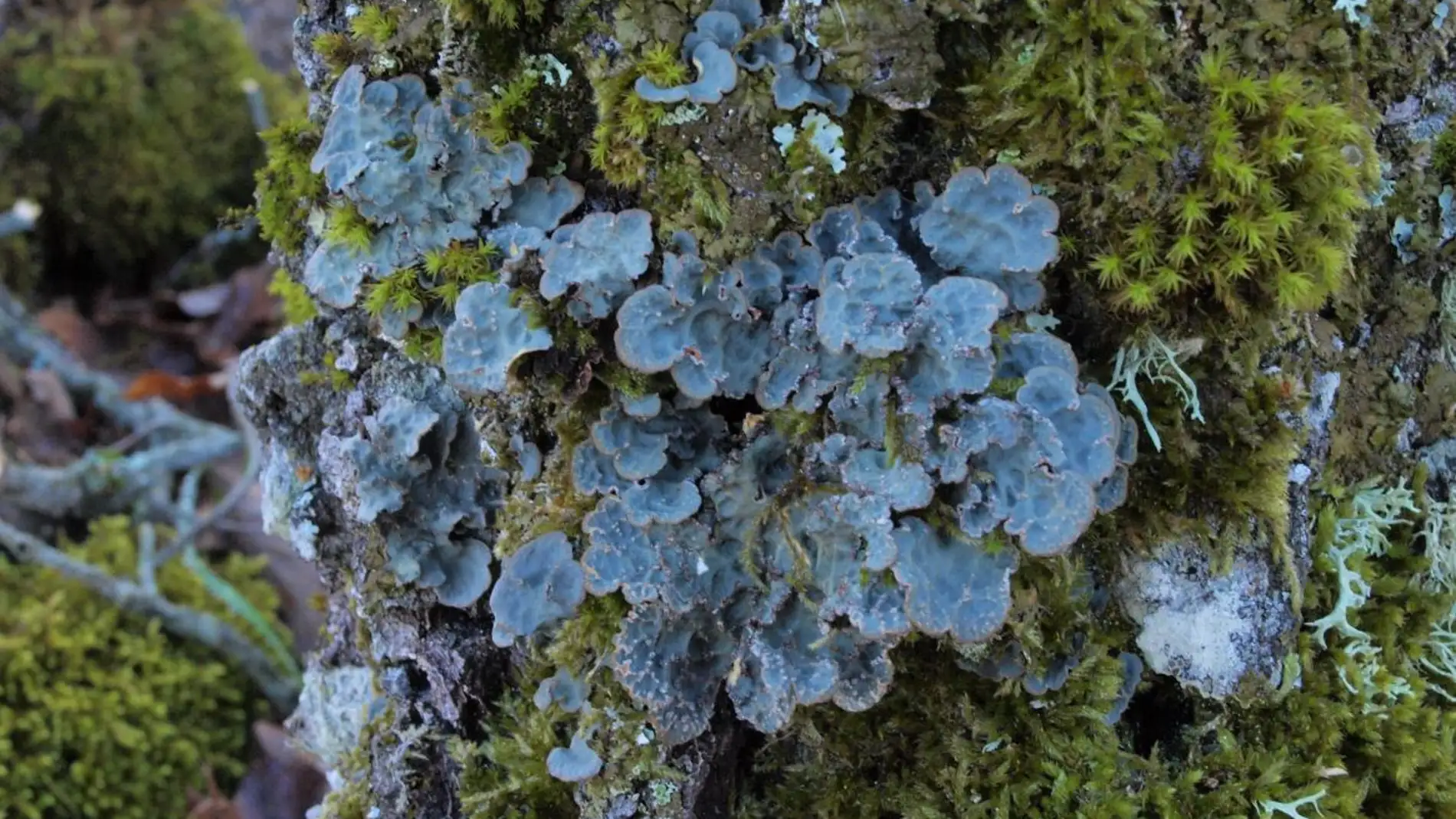 El liquen que cambia su estrategia de reproduccion en funcion del clima