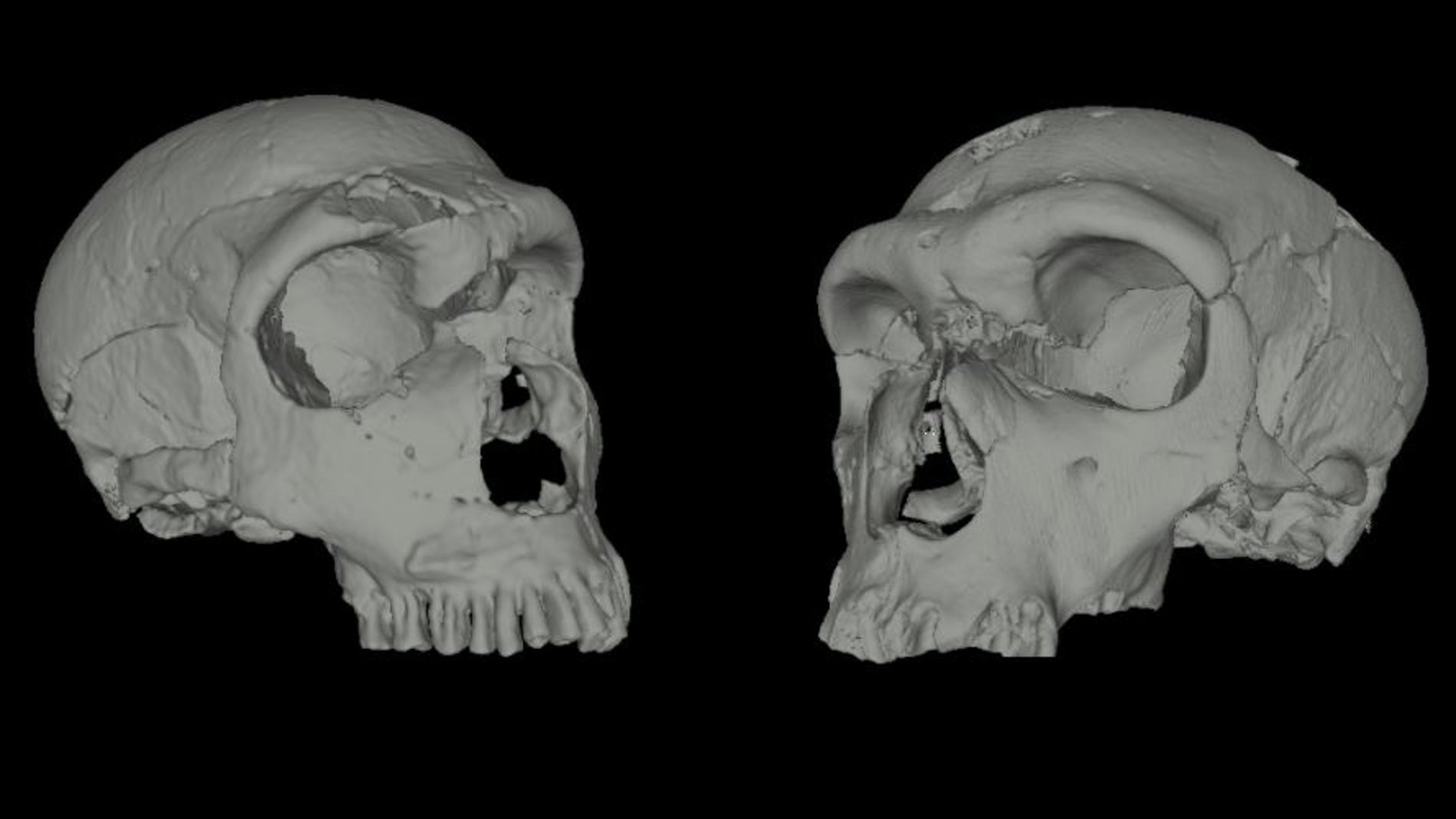 La nariz de los neandertales revela como respiraban