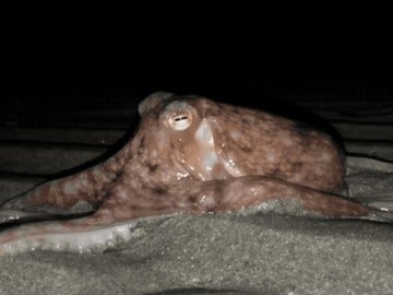 Pulpo en una playa de Gales Pulpo en una playa de Gales