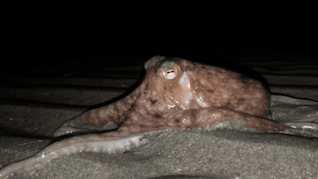 Pulpo siendo sumergido en agua