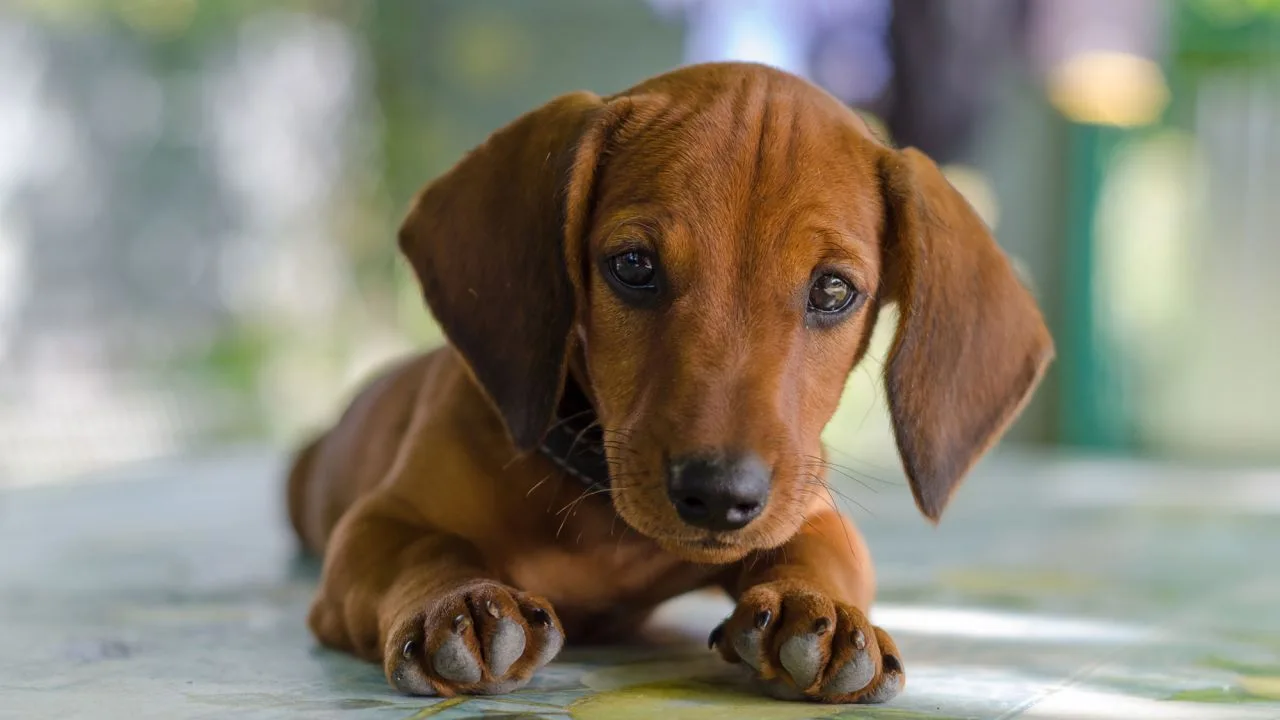 Imagen de archivo de un perro raza Teckel