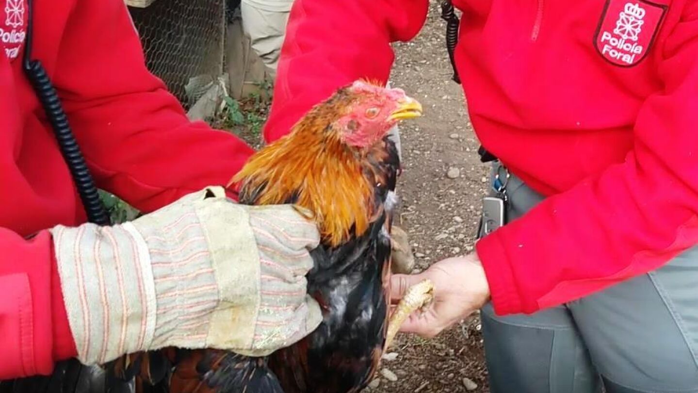 Uno de los gallos mutilados decomisado por la Polic&iacute;a Foral de Navarra