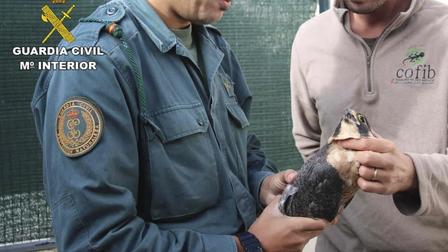 La Guardia Civil incauta 23 aves rapaces en Baleares La Guardia Civil incauta 23 aves rapaces en Baleares