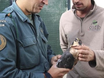La Guardia Civil incauta 23 aves rapaces en Baleares La Guardia Civil incauta 23 aves rapaces en Baleares