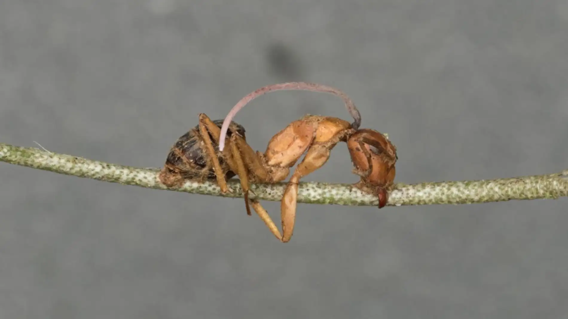 El reloj biologico de un hongo parasito somete a las hormigas zombi