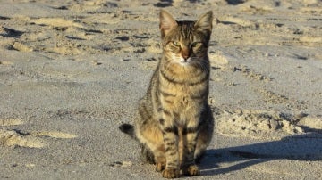 Imagen de archivo de un gato callejero