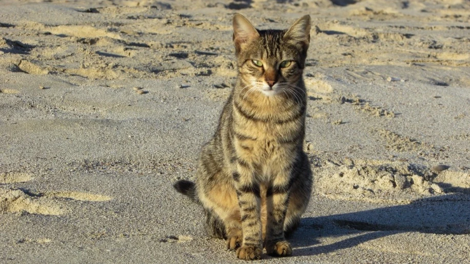 Imagen de archivo de un gato callejero