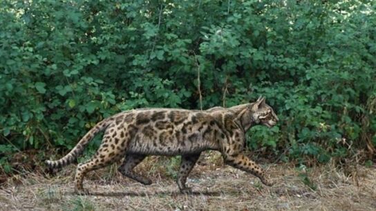 Recreaci&oacute;n del 'Leptofelis vallesiensis'