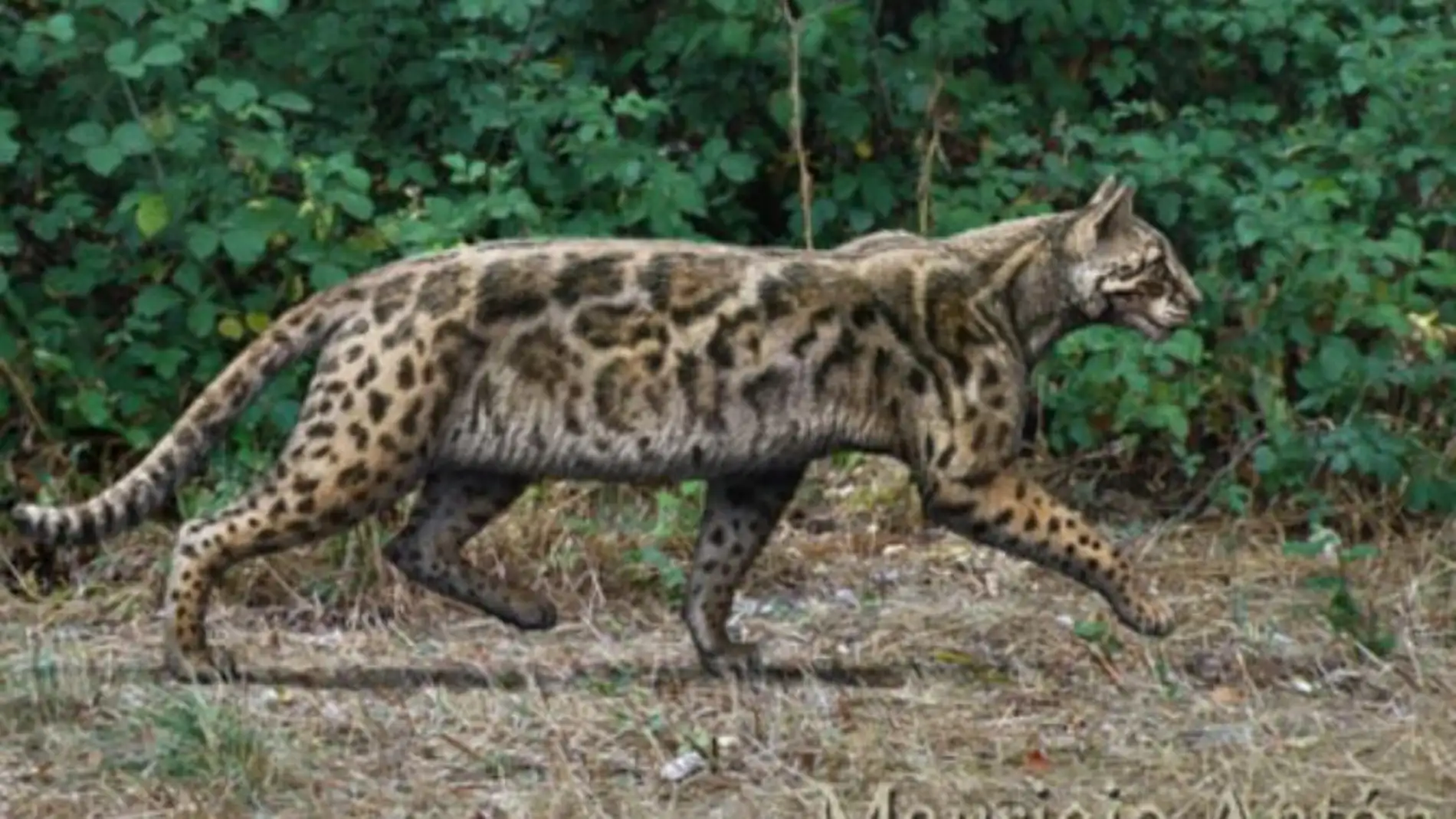 Una nueva especie de felino vivio en Madrid hace 9 5 millones de anos