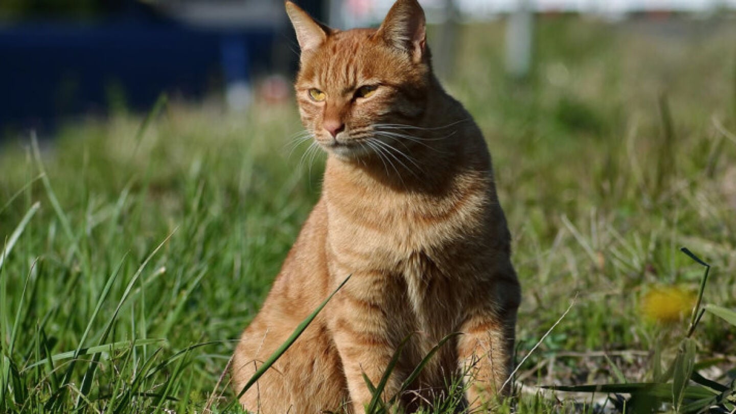 Gato