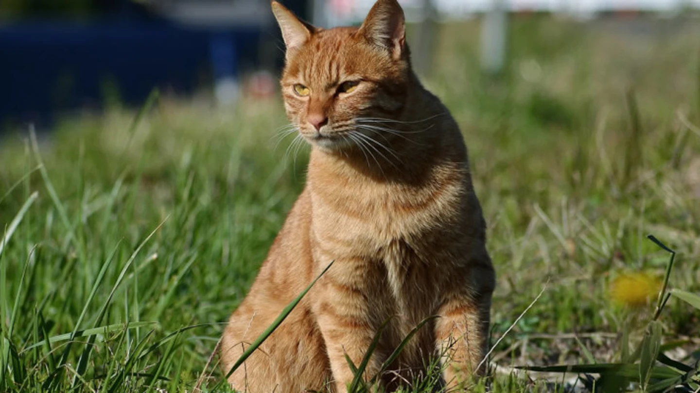 Gato Gato