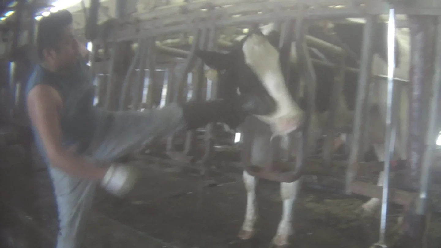 Un trabajador propina una patada a una vaca Un trabajador propina una patada a una vaca