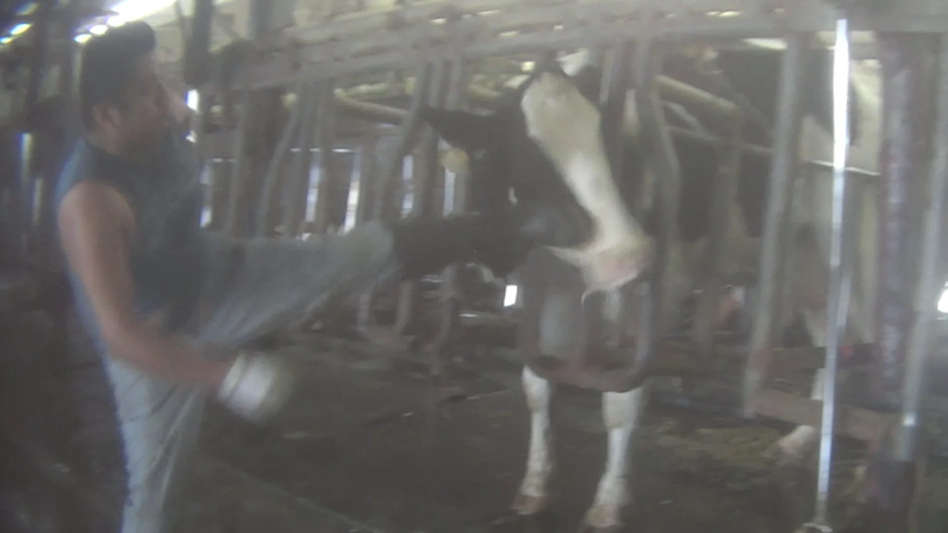 Un trabajador propina una patada a una vaca