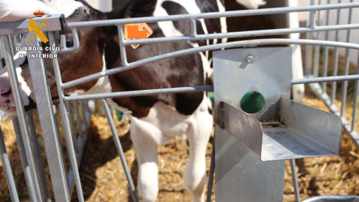 Una de las vacas que fueron sometidas a la mutilaci&oacute;n de cuernos y cola