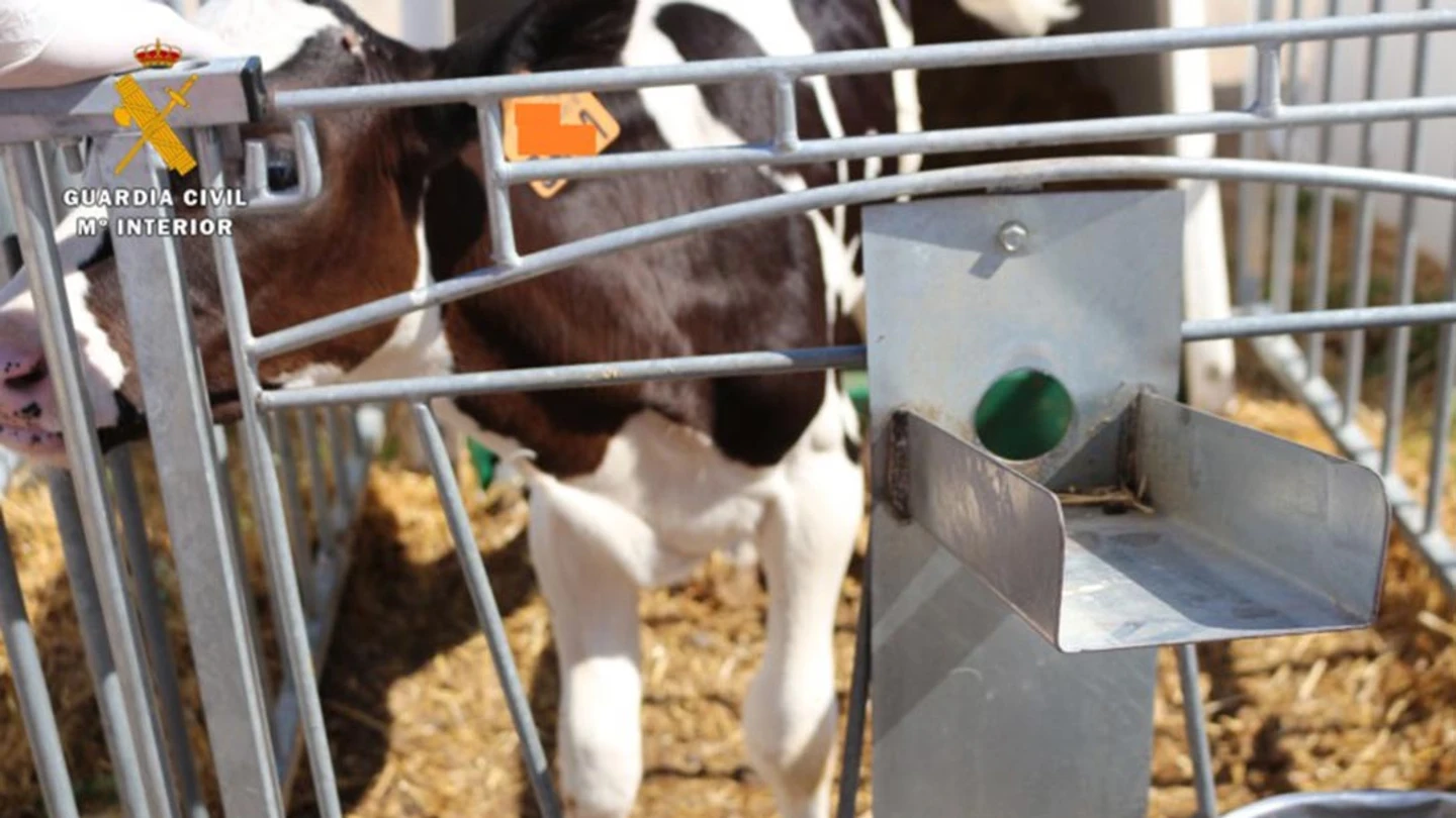Una de las vacas que fueron sometidas a la mutilación de cuernos y cola Una de las vacas que fueron sometidas a la mutilación de cuernos y cola
