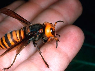 Avispa asiática o avispa velutina Avispa asiática o avispa velutina