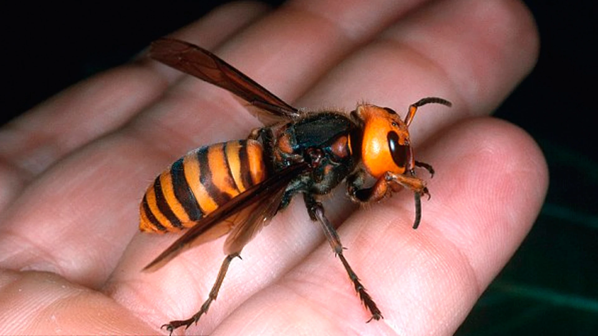 Avispa asiática o avispa velutina