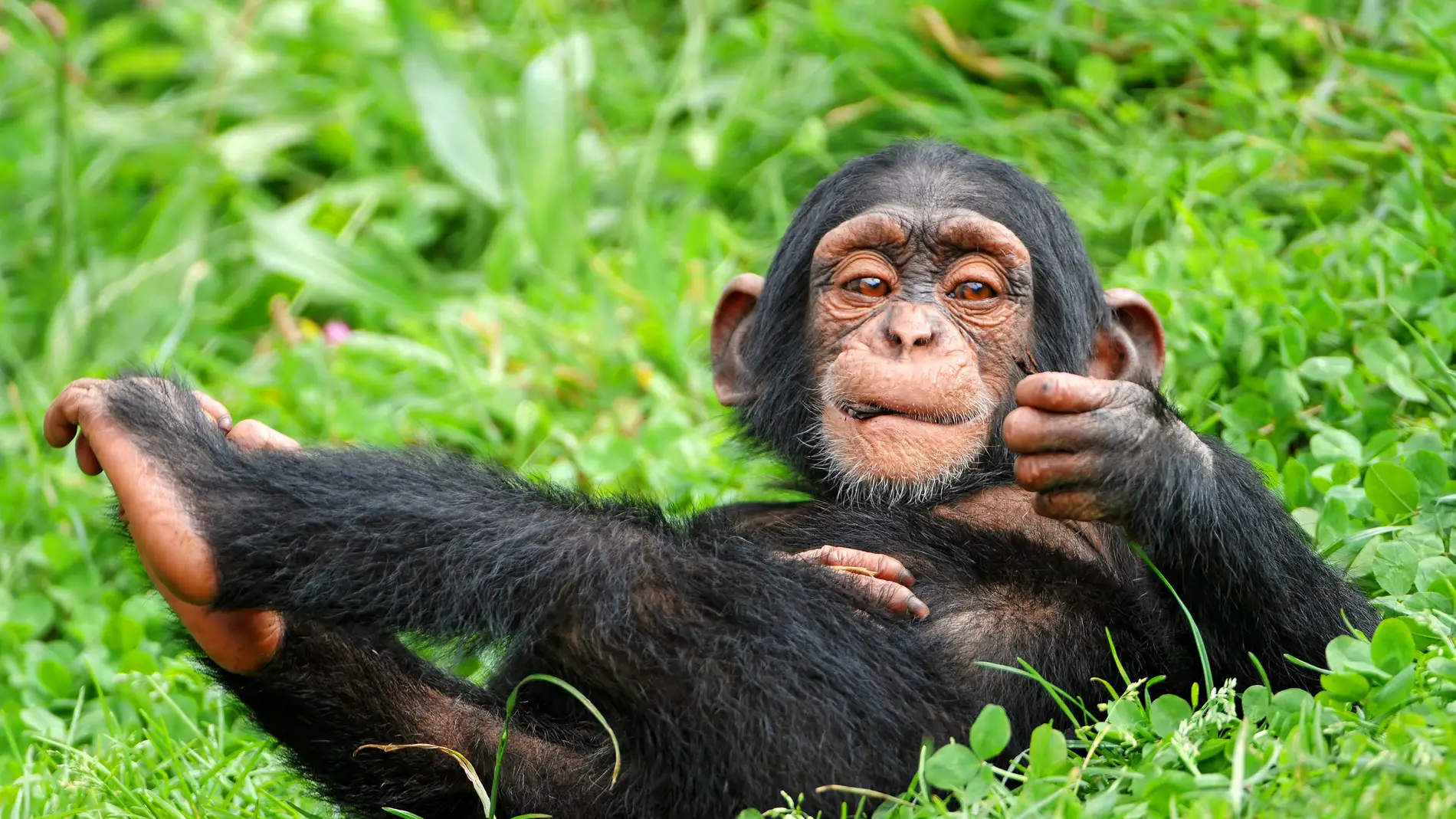 El cerebro es lo que mas diferencia a los humanos del resto de primates