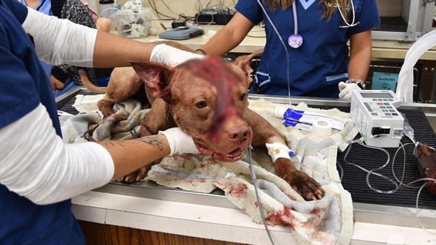 Ollie es atendido por los veterinarios tras ser encontrado dentro de una maleta