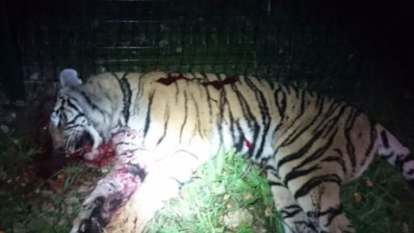 El tigre tras ser abatido