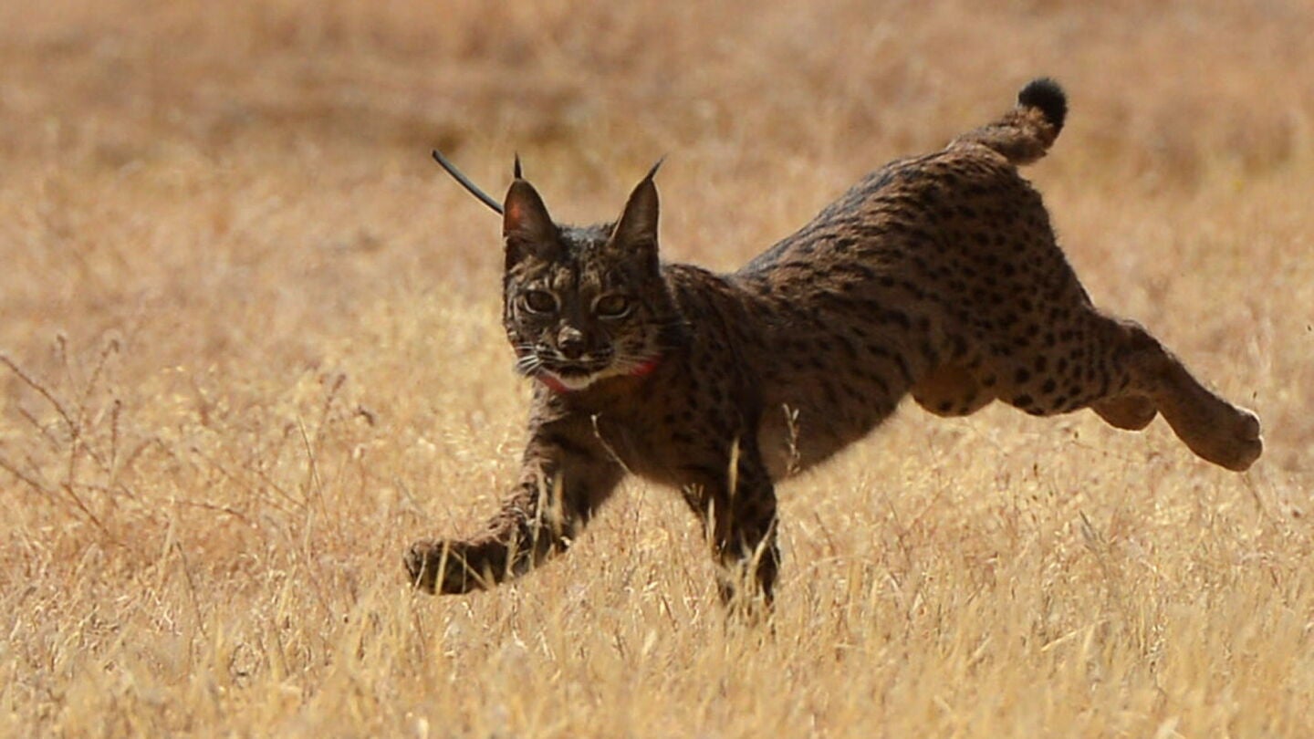 Ejemplar de lince ib&eacute;rico