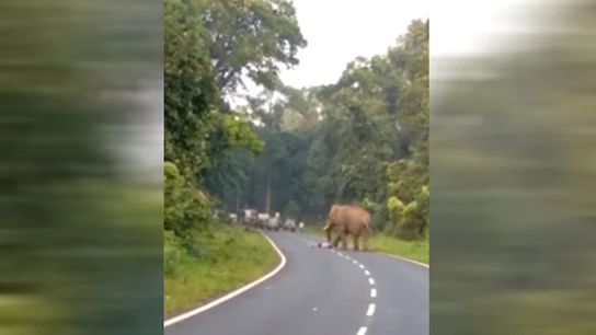 Un elefante aplasta a un hombre en La India Un elefante aplasta a un hombre en La India