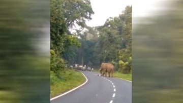 Un elefante aplasta a un hombre en La India