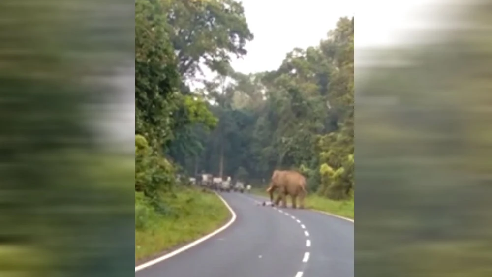 Un elefante aplasta a un hombre en La India